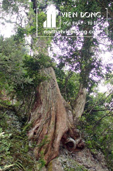 Tìm hiểu về gỗ bách xanh - Nội Thất Viễn Đông