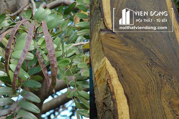 Tìm hiểu về gỗ chiu liu - Nội Thất Viễn Đông